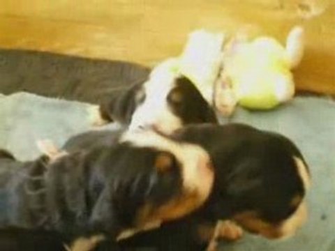 BB végas et carmelo 10 jours