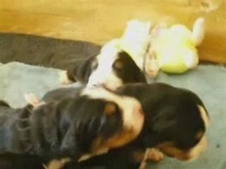 BB végas et carmelo 10 jours