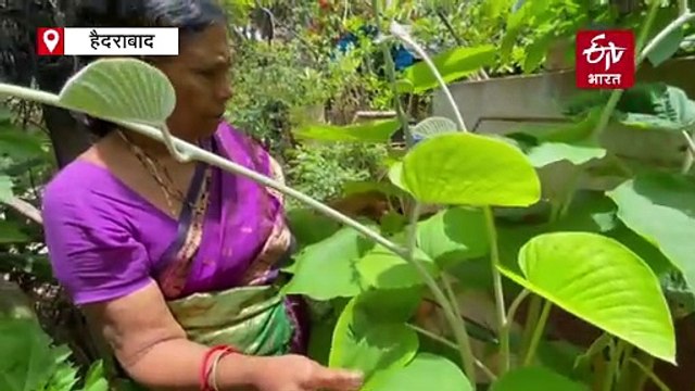 तेलंगाना: सीड बॉल तैयार करतीं, बांटती हैं, 'सीड बॉल ग्रैडमां', उम्र है 70 साल