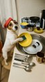 Jack Russell Washing Dishes! 🐶🧽 Jack Russell Spală Farfuriile!