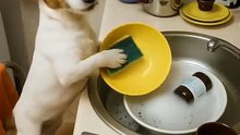 Jack Russell Washing Dishes! 🐶🧽 Jack Russell Spală Farfuriile!