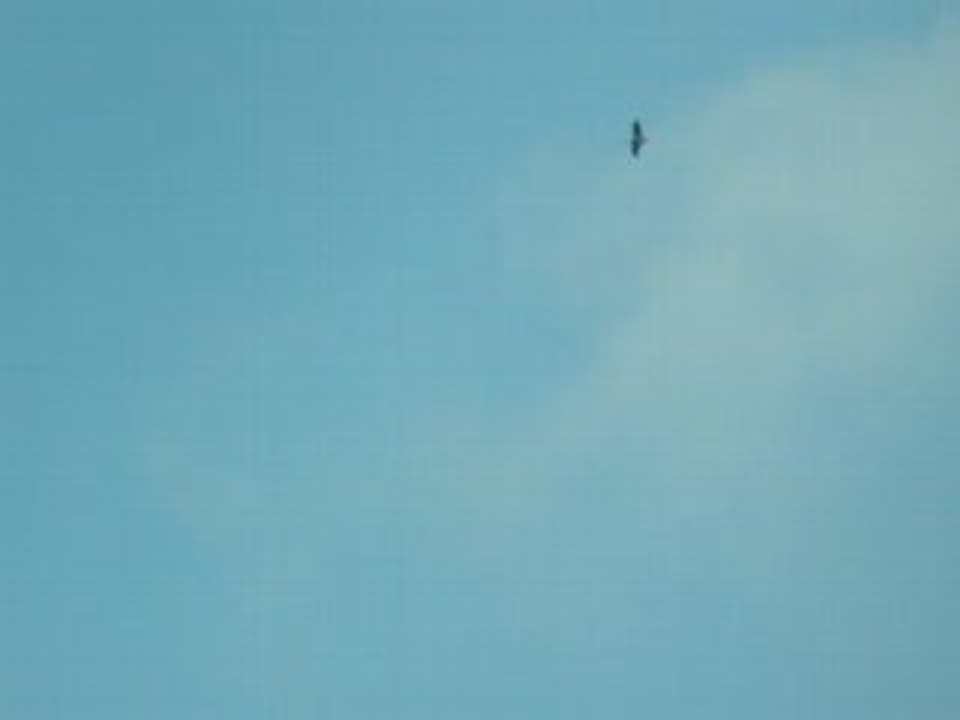 Cigogne noire 12 mai 2008