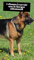 3 choses à savoir sur le berger allemand (1)
