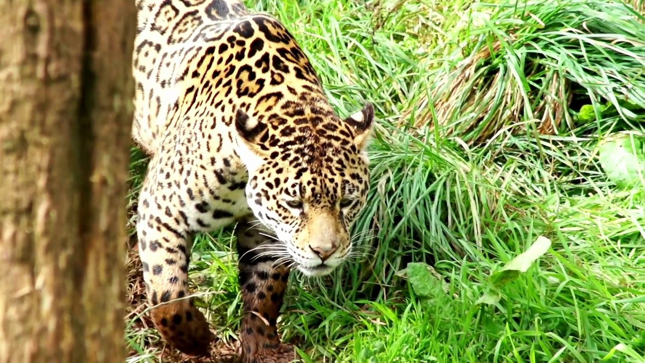 ⭐ Learn ABC Alphabet for Kids | Learn Alphabet A to Z in English | Alphabet Songs for Toddlers |Education Videos | Preschool Learning |