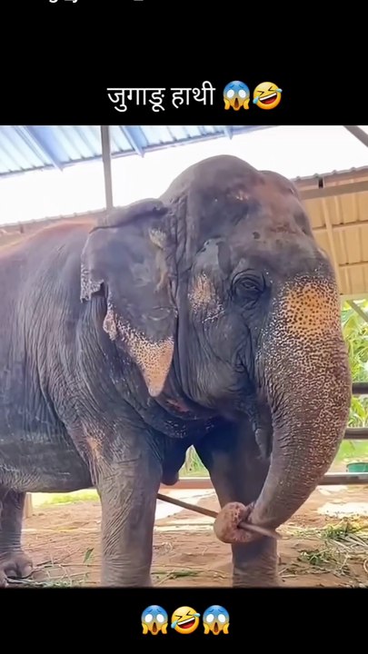 Jugadu Hathi