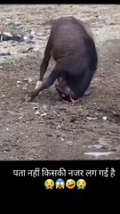 Kiski Nazar lagi hai bhai