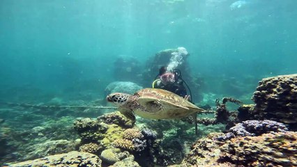 CONEXÃO ANIMAL N•24