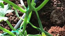 Cucumber plants and fruits (hıyar bitkileri ve meyveleri)