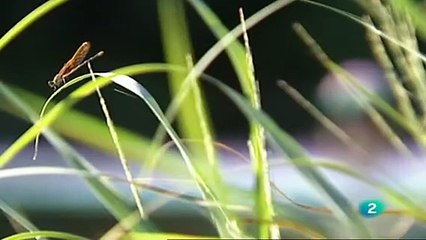 Documental La verdad sobre los Dinosaurios Asesinos