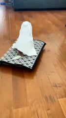 Chihuahua Sheikh Style! 👑🐶 | Chihuahua În Stil de Șeic!