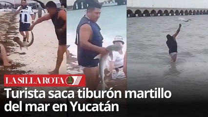 Captan en video a turista maltratando a tiburón martillo en Yucatán