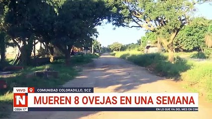Ocho ovejas mueren en incidente inesperado 🐑