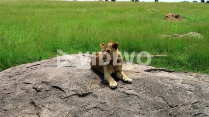 村島弘之　Lone young male lion resting on rock in African savanna
