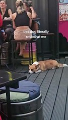 This Dog Literally Smile At Me😍