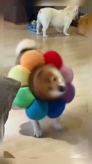 Hilarious Cute Pets Roundup #5