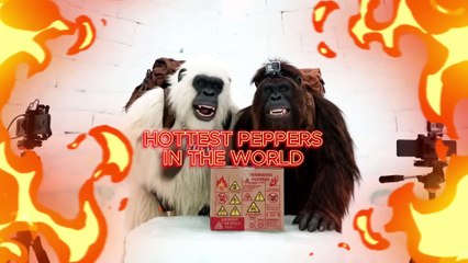 Eating the HOTTEST Peppers in the World _ Bigfoot and Yeti