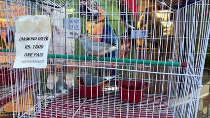 Diamond Dove is so cute