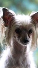Chinese Crested Puppy