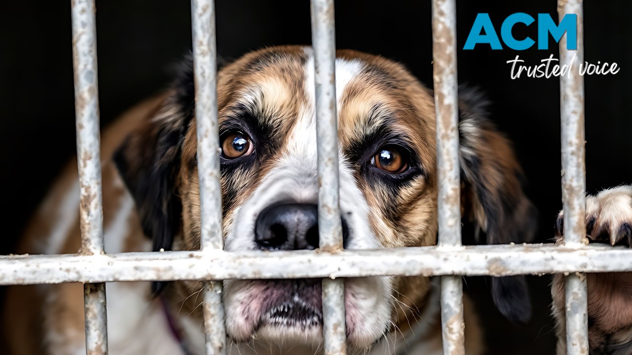 Animal cruelty investigator dogged by tight leash on funds in NSW