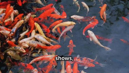 Rarest and Most Expensive Koi Fish !