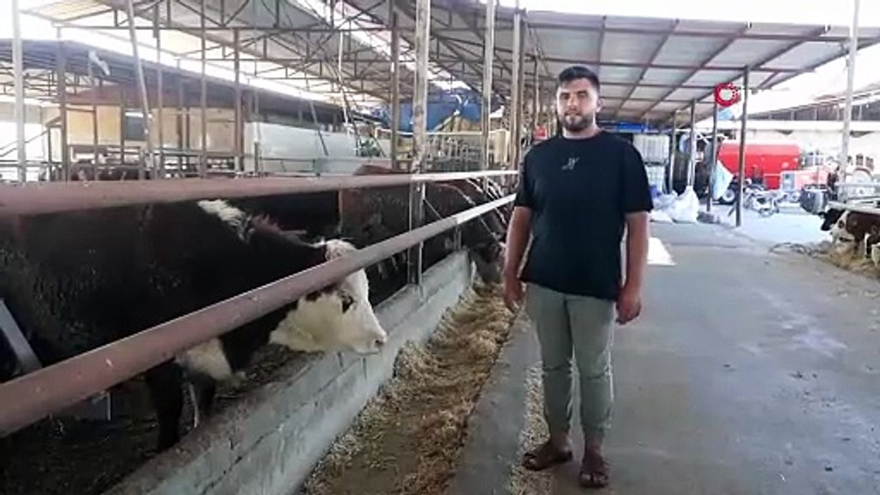 Besicinin çaresizliği kamerada! Hatay'da 300 bin liralık anguslar sırra kadem bastı