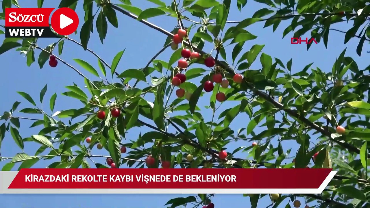Kirazdaki rekolte kaybı vişnede de bekleniyor