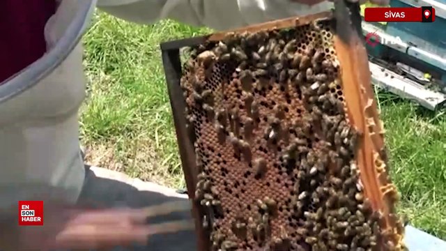 Sivas'ta arı sütü, kilosu 45 bin liradan alıcı buluyor
