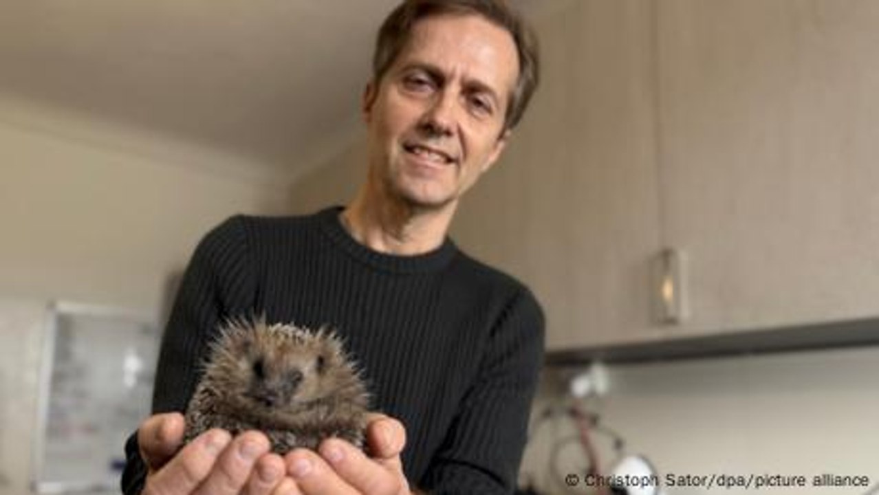 Tiere: Ein Mann aus Italien kämpft für Europas Igel