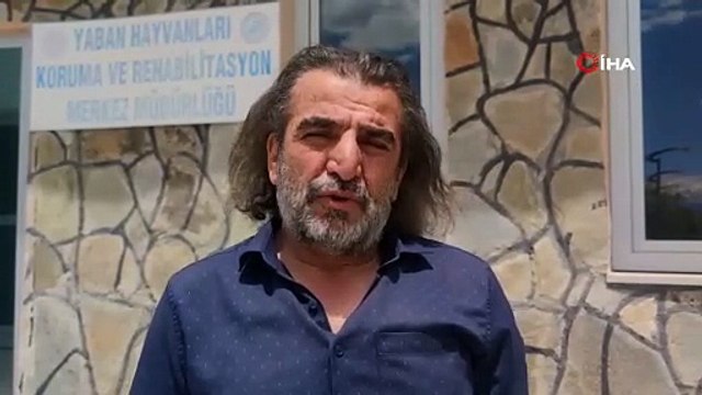 Van'ın gizli cennetinde konaklayan ve güzellikleriyle büyüleyen narin misafirler kamerada