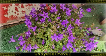 Sosyete Travel / Arama Sonucları Yapay Zeka