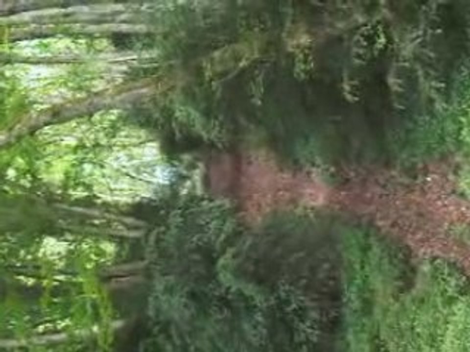 450 wrf petite montèe