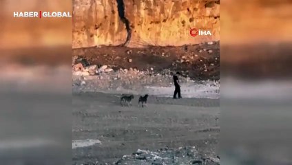 Köpekler saldırmaya çalıştı, o yoluna devam etti
