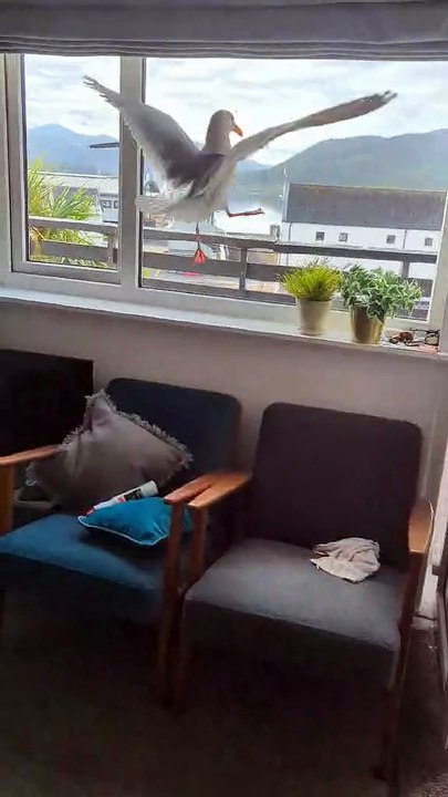 Seagull breaks into Ullapool flat