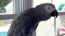 Parrot Says “Dad Fart!” 💨🦜  Papagalul Tata a făcut un part!😂