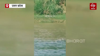 बहराइच में सरयू नहर के पास दिखा 10 फीट लंबा घड़ियाल; लोगों की हवा हुई टाइट, बुलायी गयी वन विभाग की टीम