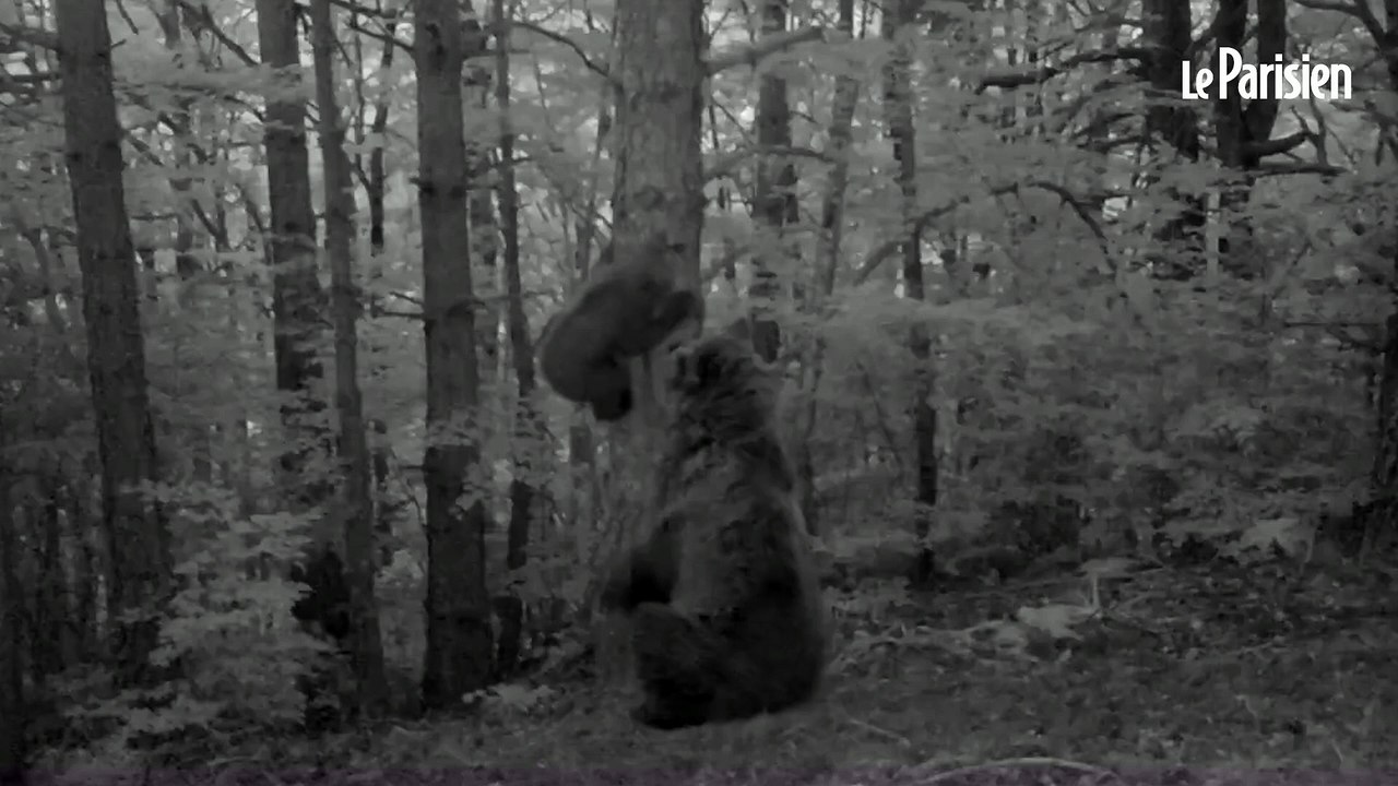 L’ourse Claverina, relâchée dans les Pyrénées en 2018, a donné naissance à un ourson