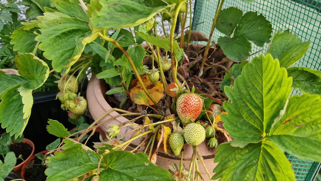 Growing fruit and vegetables: Here's what worked and what didn't for me - Gardening with Brendan