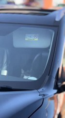 Cat Falls Inside Car Through Open Sunroof