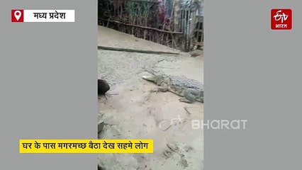 गांव में घुसा 7 फीट का मगरमच्छ, ग्रामीणों ने खुद को किया घरों में कैद