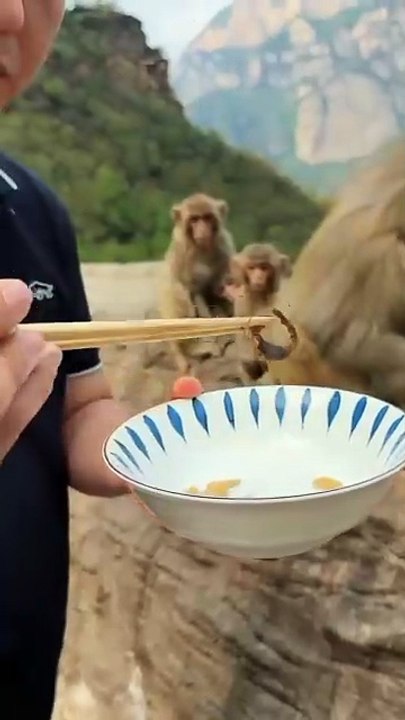 monky funy clip