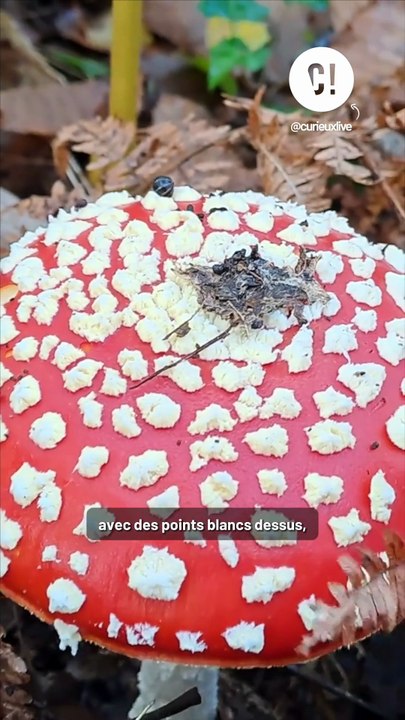 Ce bonbon est à base de champignons toxiques !