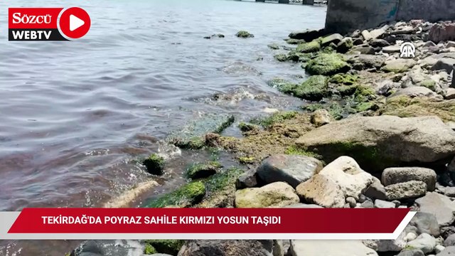 Tekirdağ'da poyraz sahile kırmızı yosun taşıdı