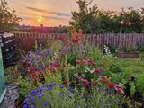 My top 10 pollinator-friendly flowers for bees and other insects - Gardening with Brendan