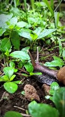 Bekicot Mencari Tempat Sembunyi 🐌