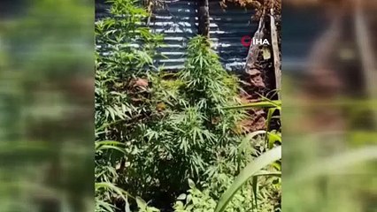 ‘Esrar Ev’i jandarma bastı: 1 gözaltı