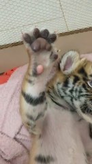 El relajante masaje a un pequeño tigre recién nacido: "Simplemente míralo"