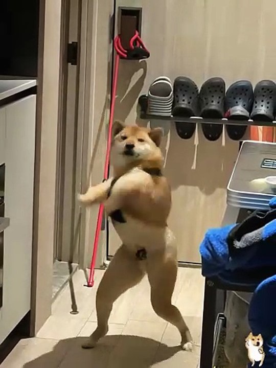 I woke up and the dog had learnt to dance