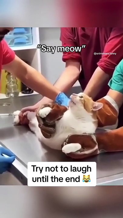 Doctor vs Kittens new viral video 😍📸😷 kittens funny moments 😅😄#shorts #shortvideos #viralvideos #funny #funnyvideos #comedy #kids #kittens #cats #animals #docter #baby #love #care