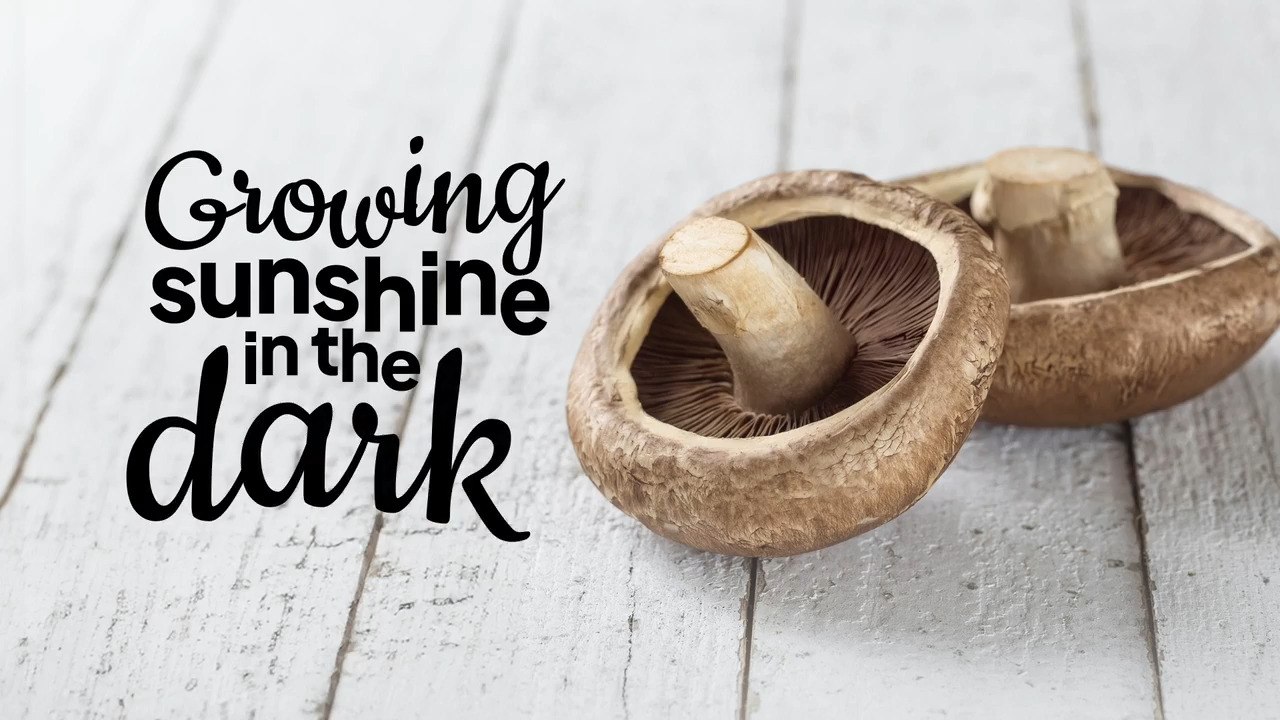 Mushrooms: A surprising source of Vitamin D