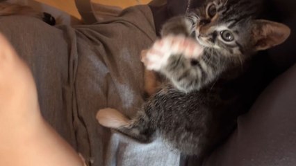 Playful cat copies each clap her human makes